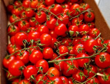 Tomaten 'Ciligieno'